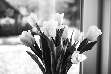 White tulip flowers on the window. Day of Remembrance. Black and white. Sunny spring. Side view of...