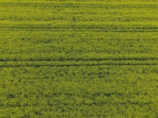 Aerial view of  rapeseed field 