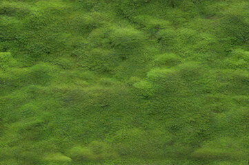 green grass moss background