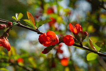 Japanese quince (Chaenomeles japonica) flowering on blurred green background. Selective focus of...