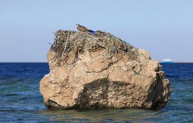 bird of prey on a rock in the sea