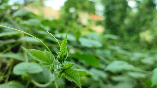 Young leaves and tendrils of Passiflora foetida (Rambusa&nbsp;or ermot) moving slowly in the wind on blur background in the garden.  Selective focus, negative space.  Nature background