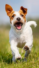 Adorable young dog joyfully running in lush green grass field, playful pet playing outdoors
