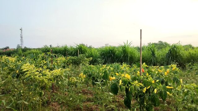Landscape view of agricultural land with various types of plants with a background of the evening sky in the dry season in Indonesia.  Chili plants, tomatoes plant and elephant grass.  Polyculture