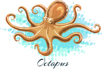 Watercolor octopus illustration
