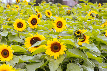 Sunflowers in the Dandeong Ranges in Australia