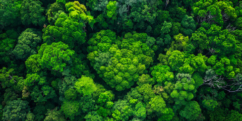 Verdant Canopy Abundance - Aerial View of Lush Green Forest