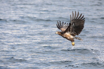 The collared puffbird (Bucco capensis) is a species of bird in the family Bucconidae, the puffbirds, nunlets, and nunbirds. This photo was taken in Colombia.