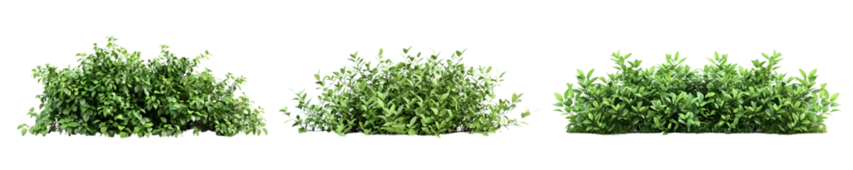 Foto op Aluminium Set of green bush isolated on white © Kstock