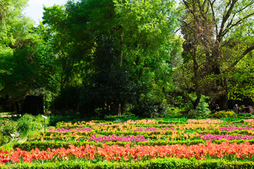 Bright landscape of a spring park, formal garden with a vivid flowerbed with colorful flowers, tulips and daffodils in bloom. Beautiful scenery.