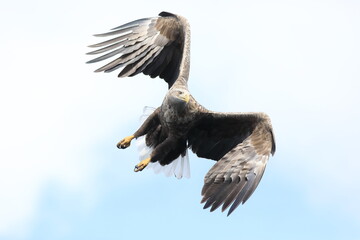 White-tailed eagle (Haliaeetus albicilla) is a large bird of prey, widely distributed across...