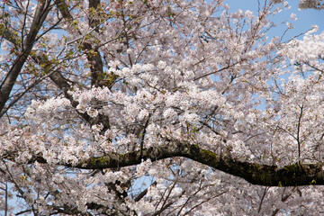 sakura