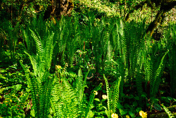 young spring fresh new bright green fern in the jungle mountains