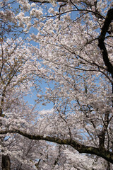 Obraz premium sakura