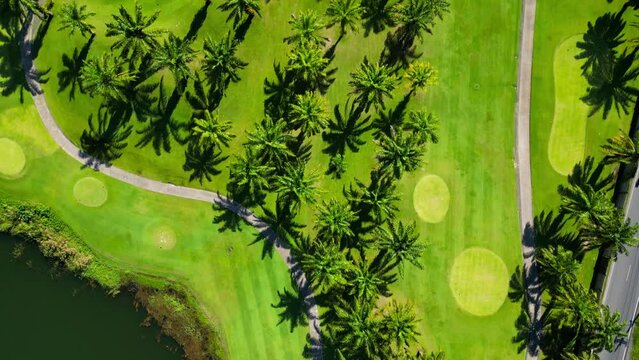 Palm trees near the lake, top view. Drone video