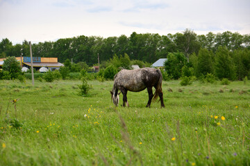 a horse is grazing in a field with a house in the background 