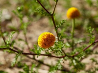 Flowers of Anacyclus valentinus, the type species for the genus Anacyclus in the tribe Anthemideae...