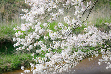 sakura