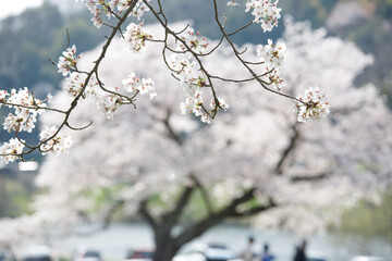 sakura