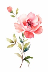 Watercolor painting of a blooming rose and pink buds.