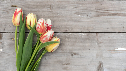 Bouquet of striped tulips in red, yellow and white with copy space