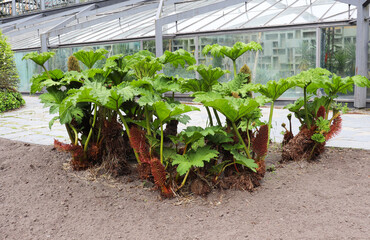 large herbaceous plant gunnera in a spring park on the shore of a lake
