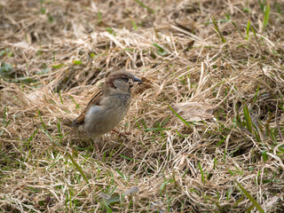 sparrow collects dry grass in spring