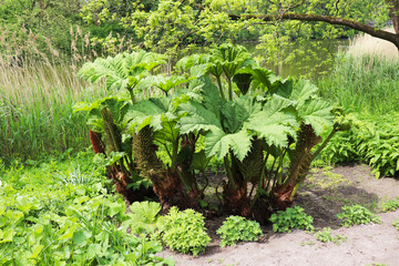 large herbaceous plant gunnera in a spring park on the shore of a lake
