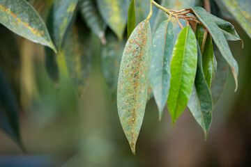Durian disease ,in the durian garden