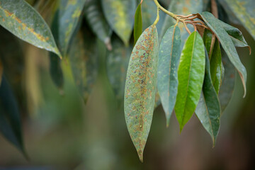durian leaves in the plantations,Durian disease ,in the durian garden