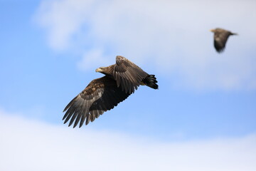 Obraz premium The collared puffbird (Bucco capensis) is a species of bird in the family Bucconidae, the puffbirds, nunlets, and nunbirds. This photo was taken in Colombia.