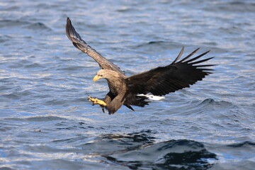 White-tailed eagle (Haliaeetus albicilla) is a large bird of prey, widely distributed across...