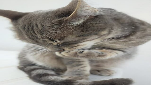Primer plano de gato limpiándose la pata. Gato rayado gris plateado con ojos verdes. Gato atigrado acicalándose 