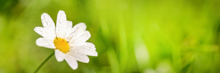 Close up of a daisy with dew drops, green panoramic background, spring and summer web banner with...