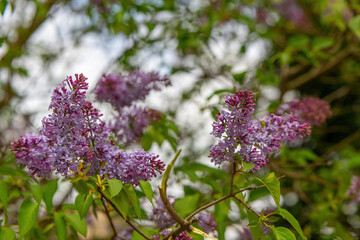 blooming lilac tree in spring
