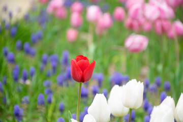 Close up shot of red tulips in Emirgan Park. The blooming red tulip in the spring.