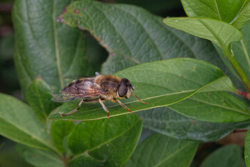 Une femelle de l'éristale opiniâtre (Eristalis pertinax)  se repose au soleil sur une feuille - obrazy, fototapety, plakaty