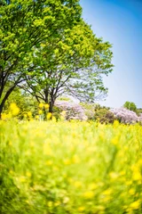 Draagtas 菜の花と桜のある風景 © Shinta
