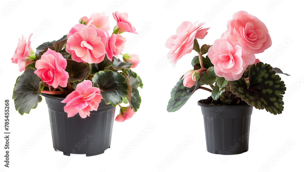 Poster pink capped begonia in pots isolated on transparent background