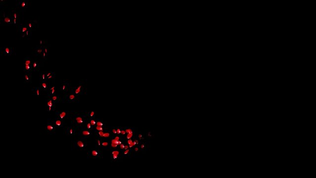 Red rose petals flow from the background to the foreground in three types of line particles with alpha channel.
