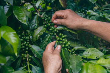 Woman examining with hands green coffee berries in a coffee plantation in the jungle