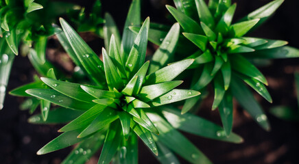 Green lily leaves in the garden. Unopened flowers in flower beds. Narrow lily leaves with raindrops...