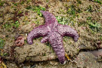 A purple starfish regrowing one of it's five stout rays on a small ledge at a seaweed covered beach.