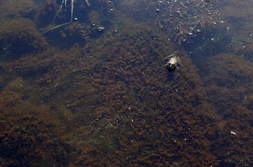 Still Waters. Frog's Oasis from Above. Can you see me . I'm here, concept. Home of the amphibian.