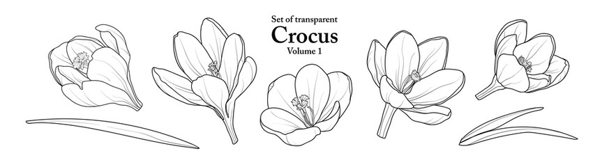 A series of isolated flower in cute hand drawn style. Crocus in black outline on transparent background. Drawing of floral elements for coloring book or fragrance design. Volume 1.