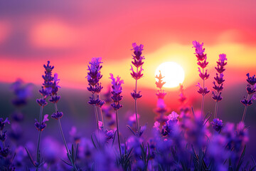 a lavender field at sunset, vibrant purple hues of the flowers contrasted with the orange and pink sky, close-up view of lavender with sunset in the background, Generative AI