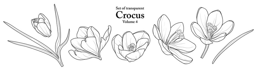 A series of isolated flower in cute hand drawn style. Crocus in black outline on transparent background. Drawing of floral elements for coloring book or fragrance design. Volume 4.