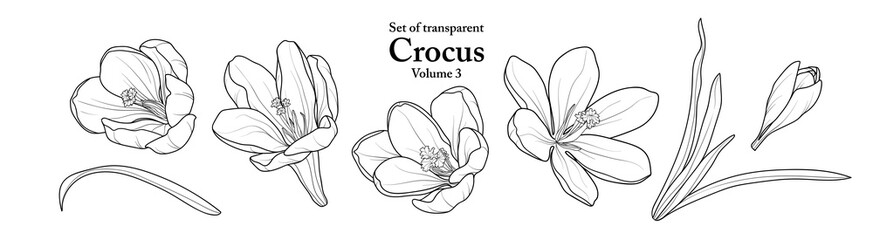 A series of isolated flower in cute hand drawn style. Crocus in black outline on transparent background. Drawing of floral elements for coloring book or fragrance design. Volume 3.