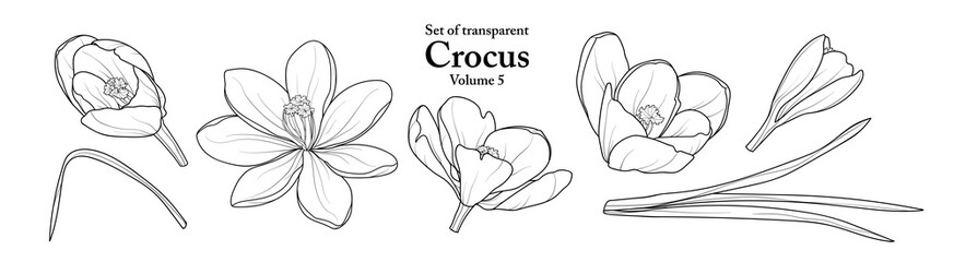 A series of isolated flower in cute hand drawn style. Crocus in black outline on transparent background. Drawing of floral elements for coloring book or fragrance design. Volume 5.