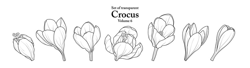 A series of isolated flower in cute hand drawn style. Crocus in black outline and white plain on transparent background. Drawing of floral elements for coloring book or fragrance design. Volume 6.